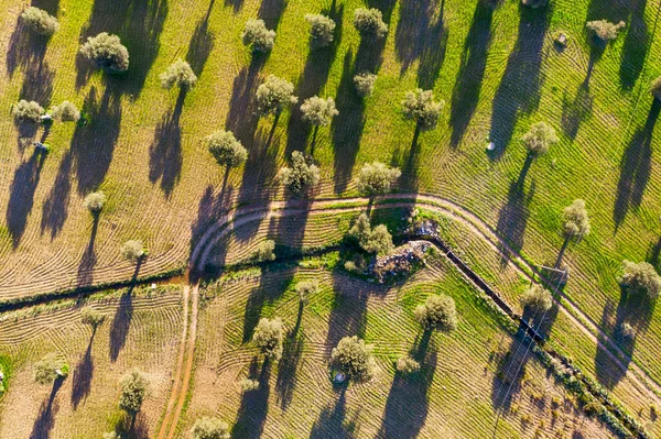 Espanha Ilhas Baleares Valldemossa Vista Drone Estrada Terra Pomar Oliveira — Fotografia de Stock