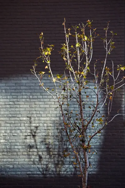 Ηπα Νέα Υόρκη Νεαρό Δέντρο Στον Τοίχο Τούβλο Σούρουπο — Φωτογραφία Αρχείου
