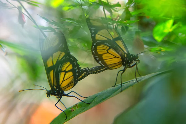 Zwei Dircenna Dero Schmetterlinge Auf Einem Blatt Iguazu Brasilien — Stockfoto