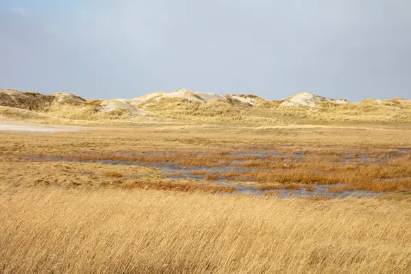 Deutschland Schleswig Holstein Sankt Peter Ording Grassanddünen Nationalpark Wattenmeer — Stockfoto