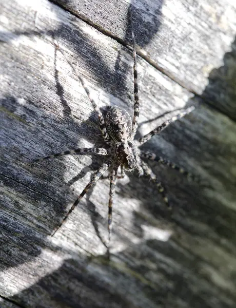 Germany Close Gray Dictynidae Spider Sitting Wood — Stock Photo, Image
