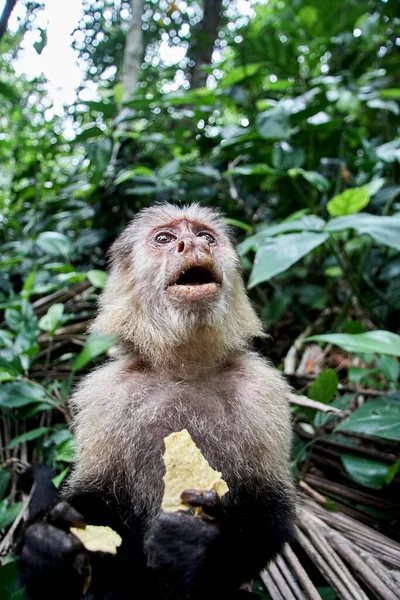 Costa Rica Limão Cahuita Retrato Macaco Prego Comendo Batatas Fritas — Fotografia de Stock