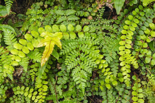 Nya Zeeland Närbild Grön Vegetation Tempererad Regnskog — Stockfoto