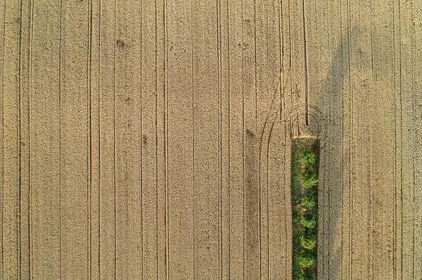 Germany Bavaria Drone View Yellow Countryside Field Summer — 스톡 사진