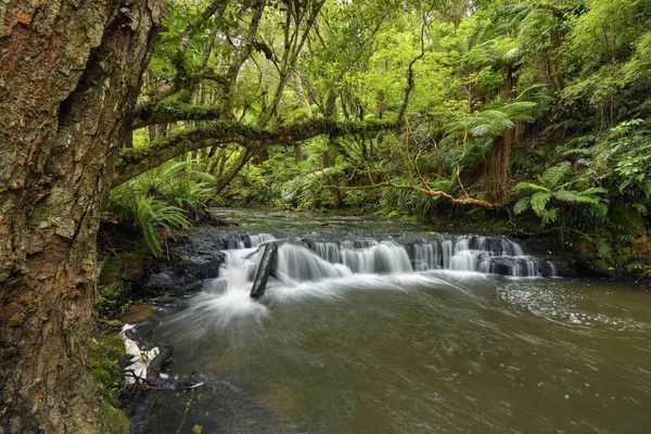 Nuova Zelanda Otago Piccola Rapida Sul Fiume Purakaunui — Foto Stock