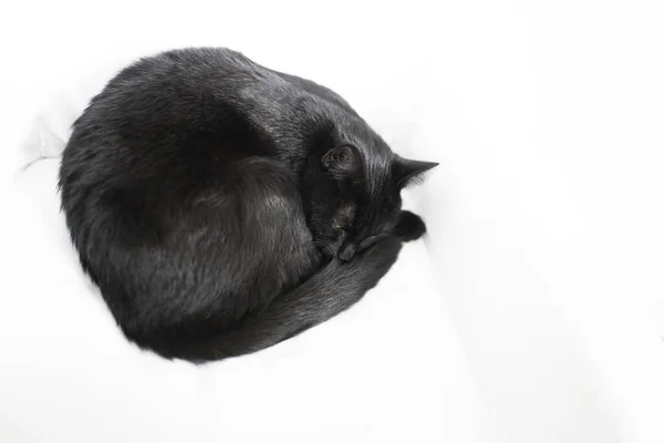 Chat Noir Dormant Sur Couverture Blanche — Photo