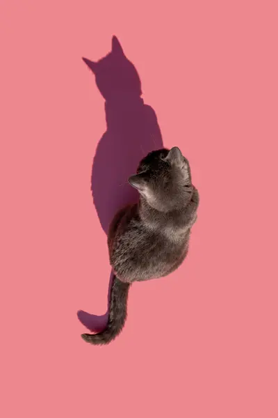 Studio Shot Russian Blue Cat Sitting Pink Background — Stock Photo, Image