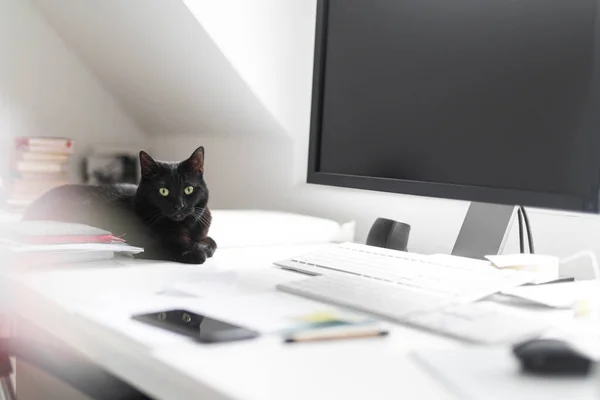 Schwarze Katze Liegt Hause Auf Schreibtisch — Stockfoto