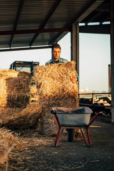 Joven Agricultor Vistiendo Azul General Mientras Alimenta Con Paja Terneros — Foto de Stock