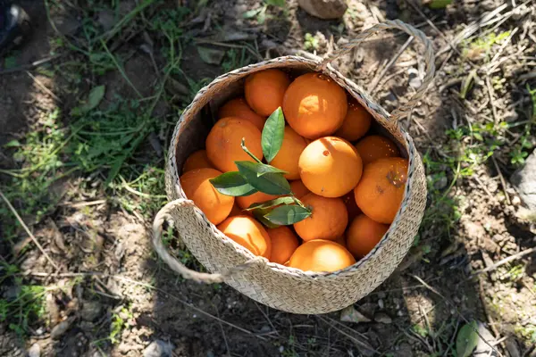 Korb Mit Frisch Geernteten Orangen Andalusien Spanien — Stockfoto