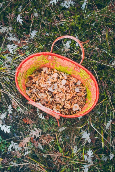 Spanien Korg Med Nyplockade Gulfotingar Craterellus Tubaeformis — Stockfoto