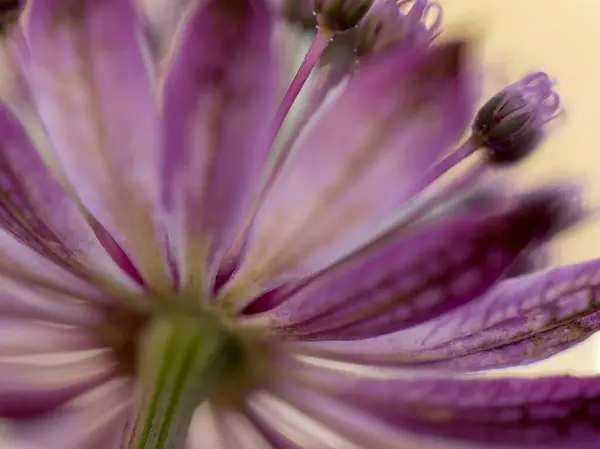 Close Upof Blooming Great Masterwort Astrantiamajor — Stock Photo, Image