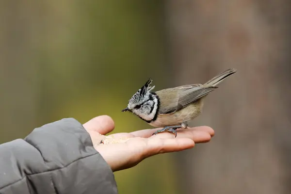 Finland Kuhmo North Karelia Kainuu Hand European Crested Tit Lophophanes — Foto de Stock