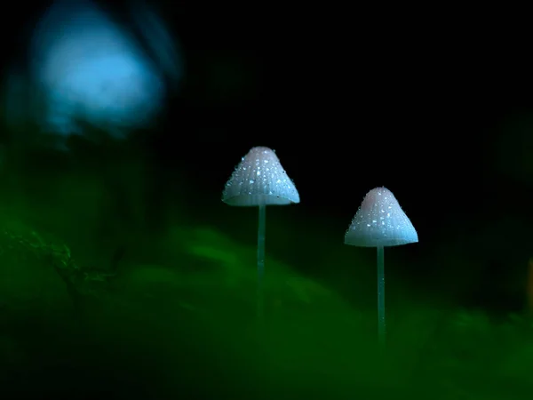 Close Two Milking Bonnets Mycena Galopus Growing Forest — Stock Photo, Image