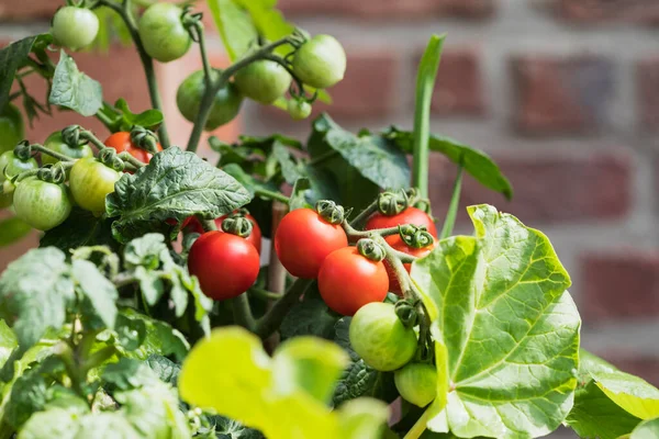 Close Tomates Crescimento Solanum Lycopersicum Ruibarbo Rheum Rhabarbarum — Fotografia de Stock