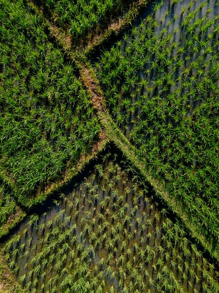 Indonesië Bali Luchtfoto Van Groene Rijstvelden — Stockfoto