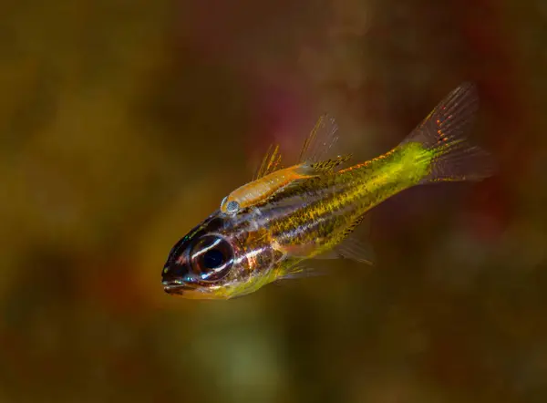 Indonesia Underwater Portrait Small Yellow Fish — Stock Photo, Image
