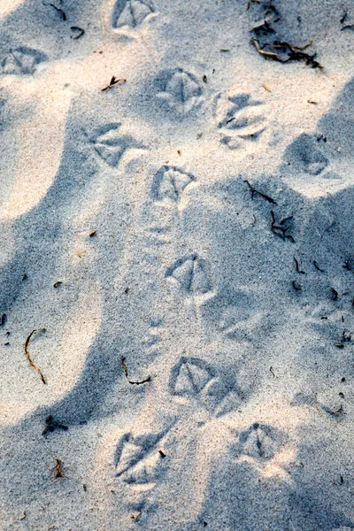 Germania Bird Tracks Sand — Foto Stock