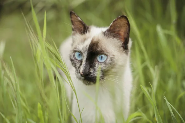 Portrait White Kitten Standing Grass — Stock Photo, Image