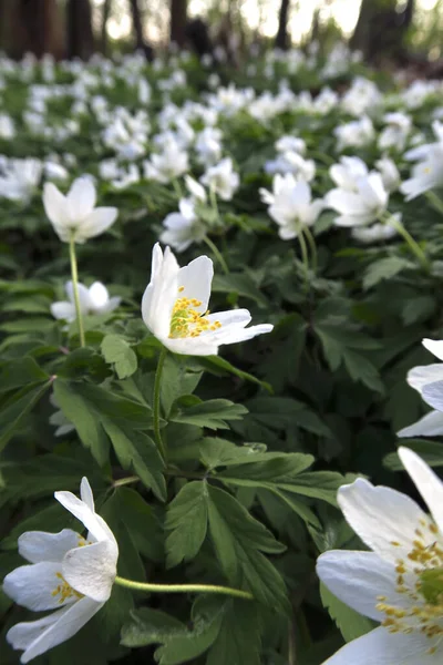 Germany Bed Blooming Wood Anemones Anemone Nemorosa — Stock Photo, Image