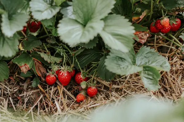 Ripe Strawberries Field — Stock Photo, Image