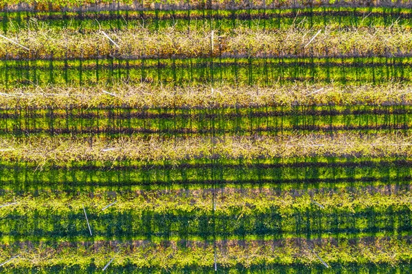 Germany Bavaria Gaissach Drone View Apple Orchard Spring — Stock Photo, Image