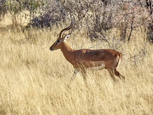 Gazelle Mergând Savană Parcul Național Etosha Namibia — Fotografie, imagine de stoc