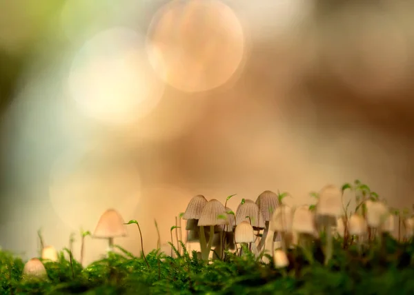 Close Chapéu Fada Coprinellus Disseminatus Cogumelo Que Cresce Floresta — Fotografia de Stock