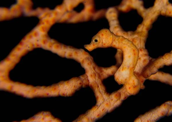 Indonesia Underwater Portrait Brown Sea Horse — Stock Photo, Image