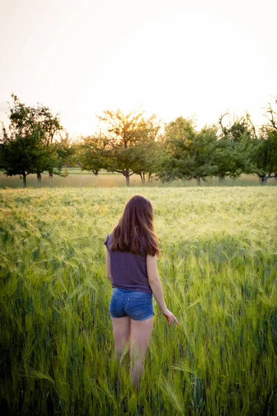 Zadní Pohled Dospívající Dívku Stojící Ovesném Poli Při Západu Slunce — Stock fotografie