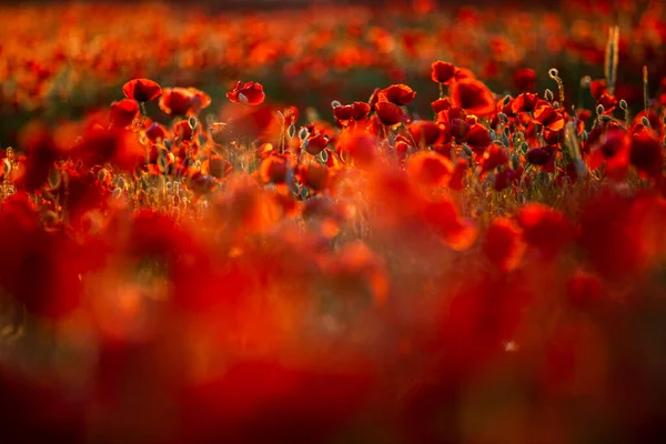 Red Poppies Growing Field — Stock Photo, Image