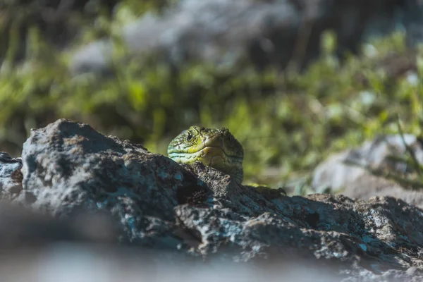 岩の上の緑のトカゲのクローズアップ — ストック写真