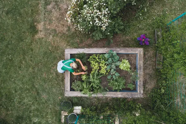 Vista Aérea Mujer Adulta Media Plantando Cama Elevada Patio — Foto de Stock