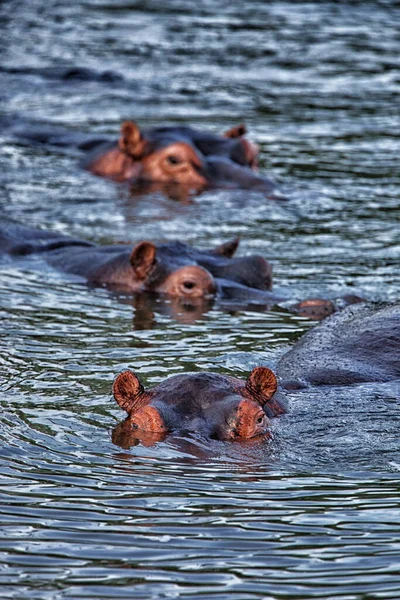 République Démocratique Congo Hippopotames Hippopotamus Amphibius Nageant Dans Rivière — Photo