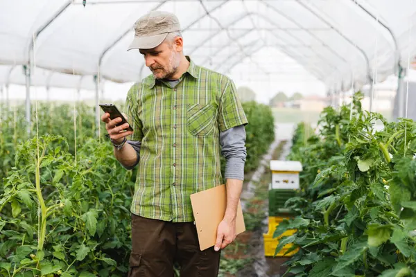 Βιολογικός Αγρότης Που Χρησιμοποιεί Smartphone Θερμοκήπιο Βιολογική Καλλιέργεια Ντομάτας — Φωτογραφία Αρχείου