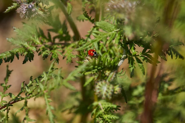 Ladybird Leaf — Stock Photo, Image