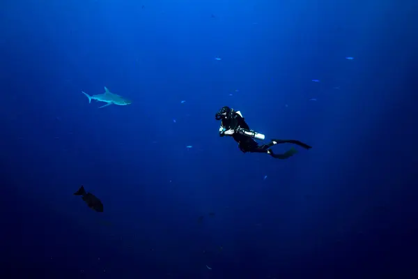 Palau Blue Corner Diver Grey Reef Shark Carcharhinus Amblyrhynchos Pod — Stock fotografie