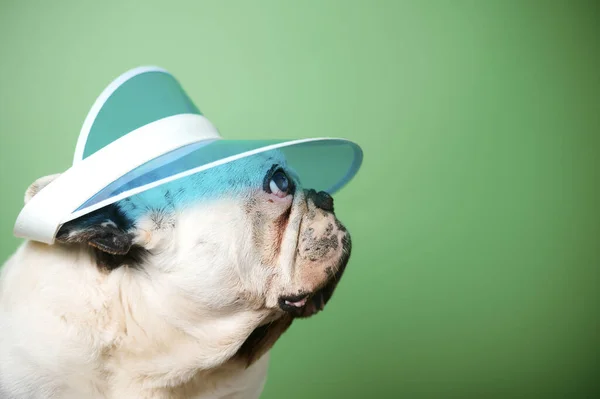 Güneş Gözlüğü Takan Beyaz Fransız Bulldog Stüdyo Portresi — Stok fotoğraf