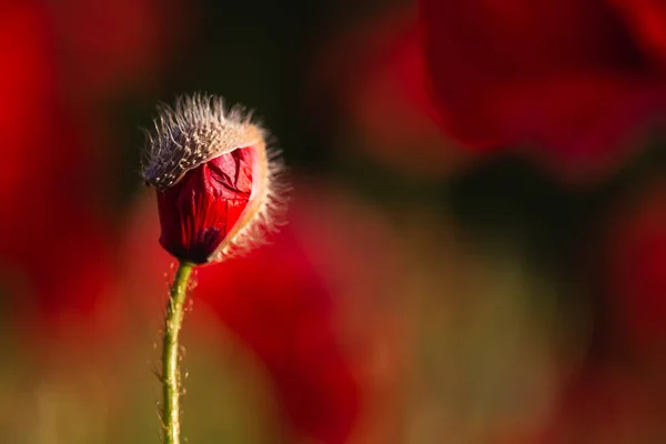 Red Poppy Bud Growing Field — Stock Photo, Image