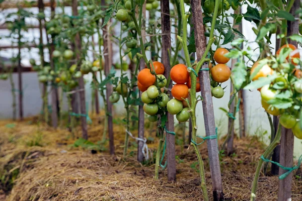 Tomatenpflanzen Wachsen Einer Reihe — Stockfoto