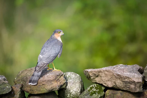 Portrét Euroasijského Vrabčáka Accipiter Nisus Stojící Skalách — Stock fotografie