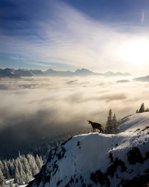 Chamois Rupicapra Rupicapra Sisli Gündoğumunda Karlı Dağ Zirvesinin Kenarında Duruyor — Stok fotoğraf