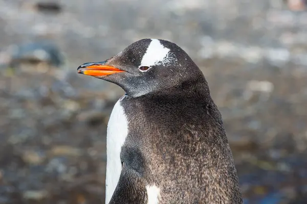 Retrato Pinguim Gentoo Pygoscelis Papua — Fotografia de Stock