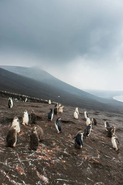 イギリス 南ジョージア 南サンドイッチ諸島 チストラップペンギン Pygoscelis Antarcticus がサウンダーズ島の火山性丘の中腹にコロニーを形成している — ストック写真