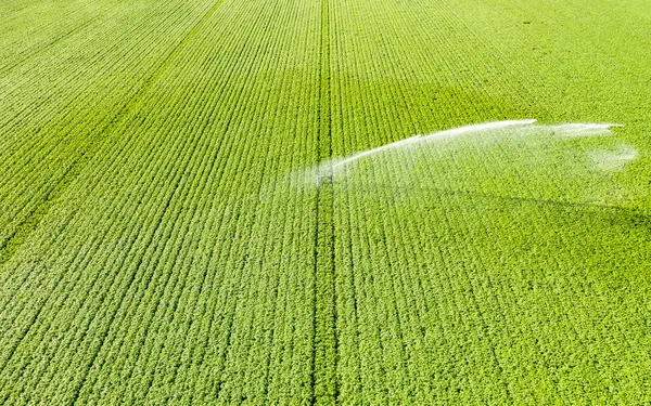 Luftaufnahme Der Beregnungsanlage Die Sommer Ein Riesiges Kartoffelfeld Wässert — Stockfoto