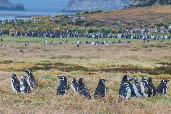 Falkland Islands Magellanic Penguin Spheniscus Magellanicus Colony Carcass Island — Stock Photo, Image