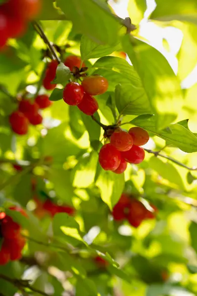 Cornelian Cherries Cornus Mas Growing Spring — Stock Photo, Image