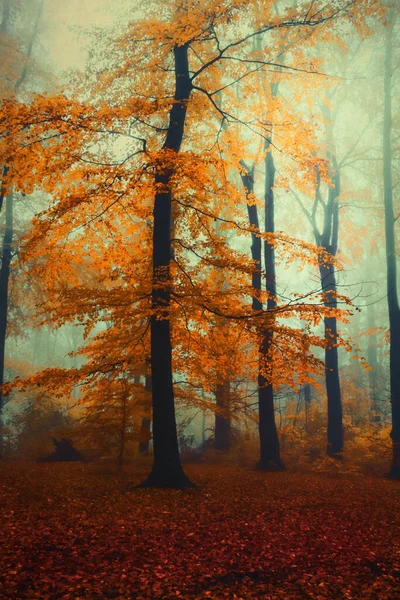 Bokträd Dimmig Höstskog Gryningen — Stockfoto