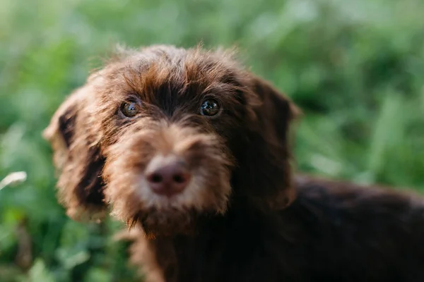 Brown Puppy Sitting Grass Backyard — Stock Photo, Image