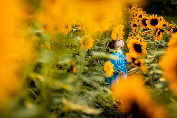 Mała Dziewczynka Stojąca Samotnie Polu Słonecznika — Zdjęcie stockowe